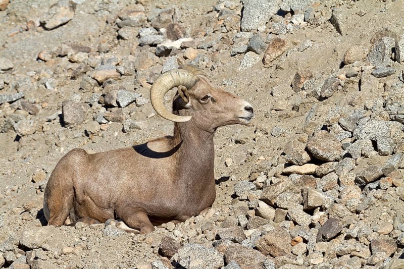Bighorn Sheep (Ovis canadensis)