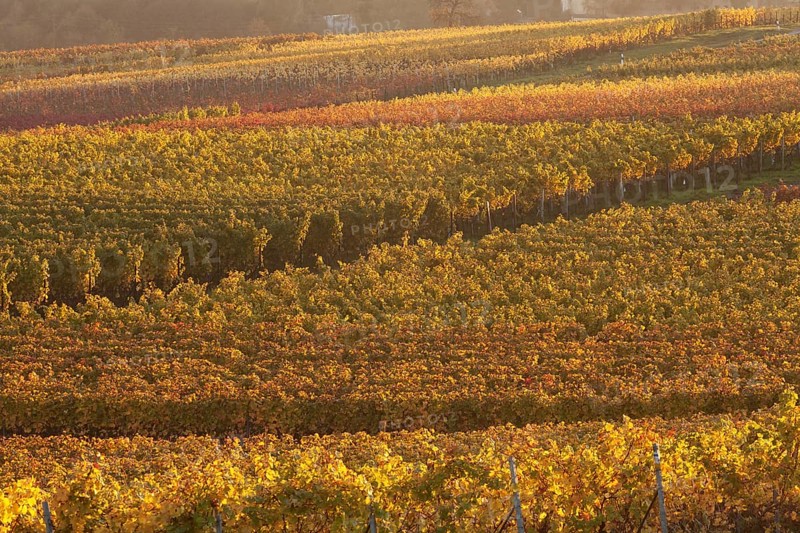 Vineyards in the evening light in autumn
