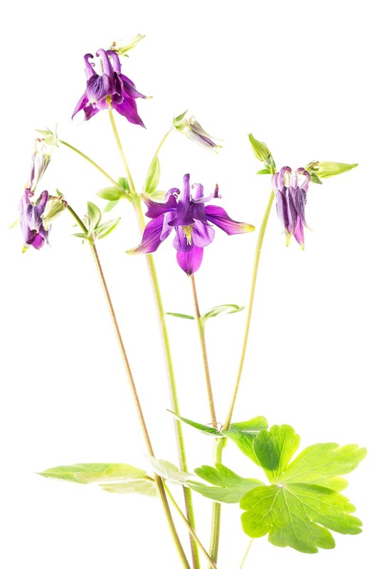 European Columbine (Aquilegia vulgaris)