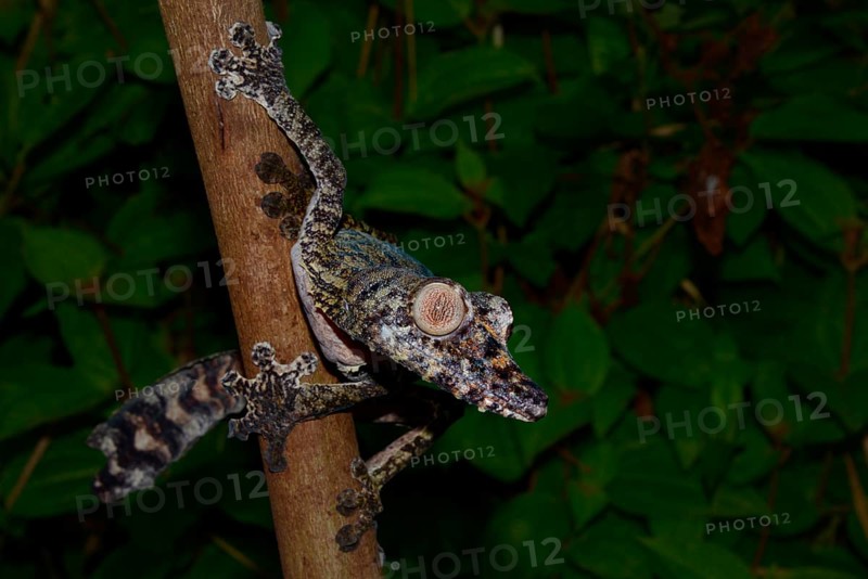 Giant Leaf-tail Gecko (Uroplatus gigantaeus)