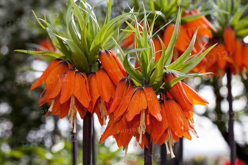 Crown imperials (Fritillaria imperialis)