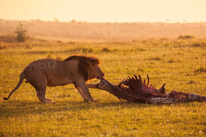 Male Lion (Panthera leo) with skeleton