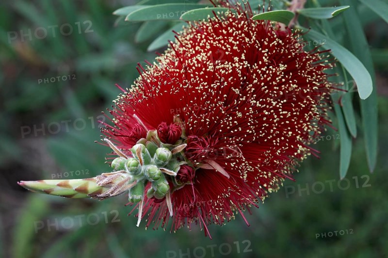 Bottlebrush (Callistemon speciosus)