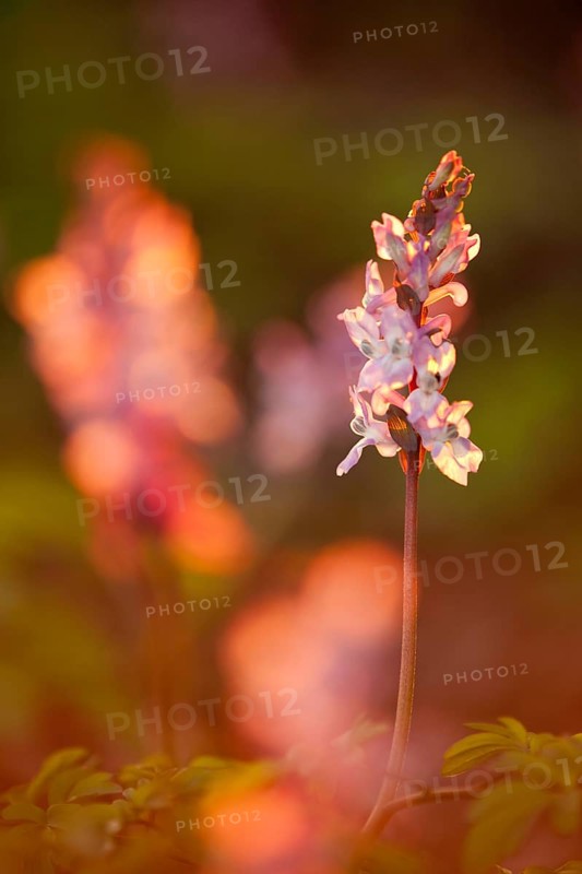 Pink-coloured Hollowroot (Corydalis cava) in the evening light