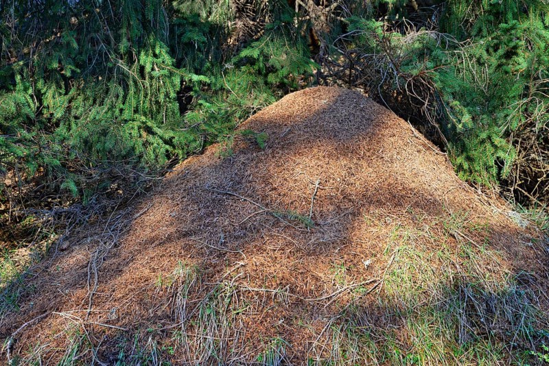 Anthill of the Big Red Wood Ant (Formica rufa)