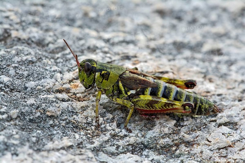 Nordic Mountain Locust (Bohemanella frigida)
