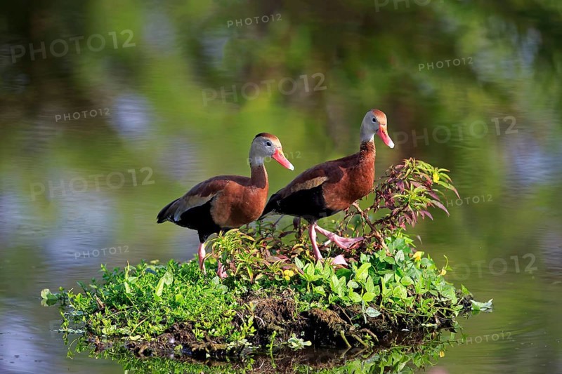 Two Black-bellied Whistling Ducks (Dendrocygna autumnalis)