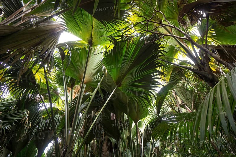 Huge palm leaves