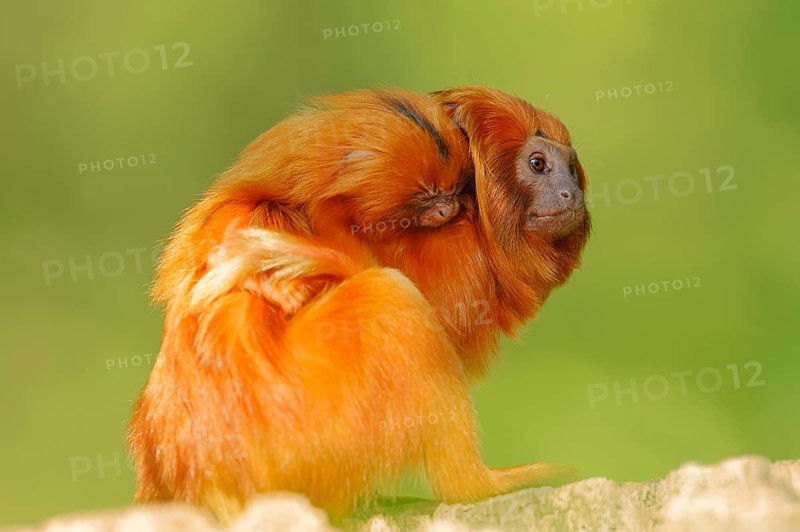 Golden Lion Tamarins (Leontopithecus rosalia)