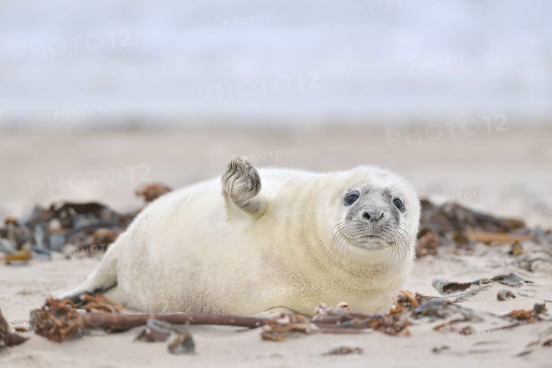 Grey Seal (Halichoerus grypus)