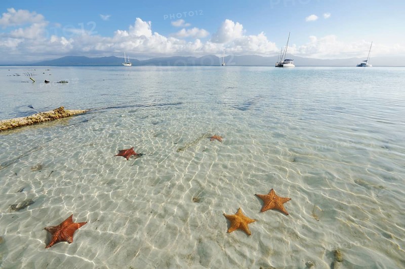 Starfish in the crystal clear water of the Cayos Los Grullos island