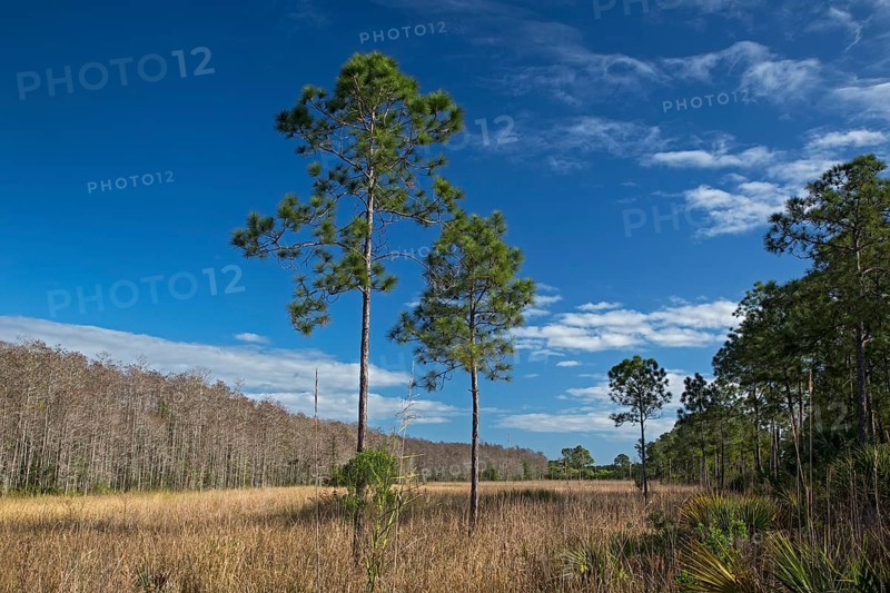 The wet prairie area of the National Audubon Society's Corkscrew Swamp Sanctuary