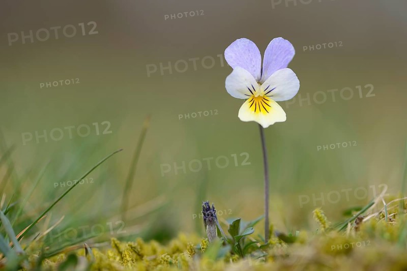 Heartsease or Wild Pansy (Viola tricolor)