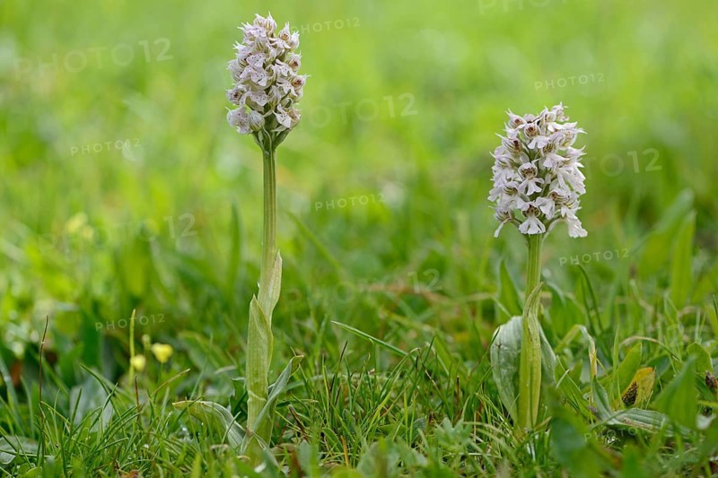 Milky Orchid (Orchis lactea)