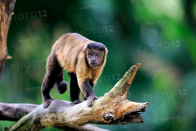 Brown Capuchin or Tufted Capuchin (Cebus apella)