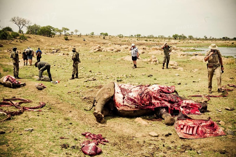 Poached white rhinoceroses with gamekeepers
