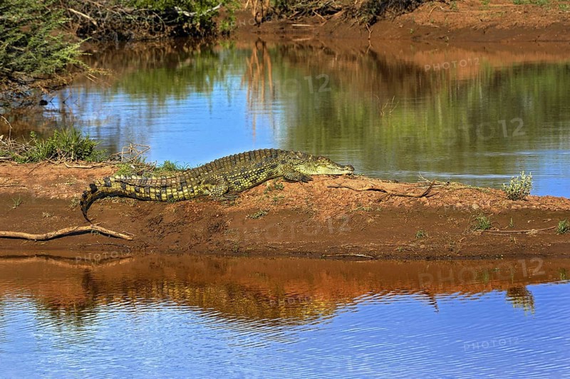 Nile crocodile (Crocodylus niloticus)