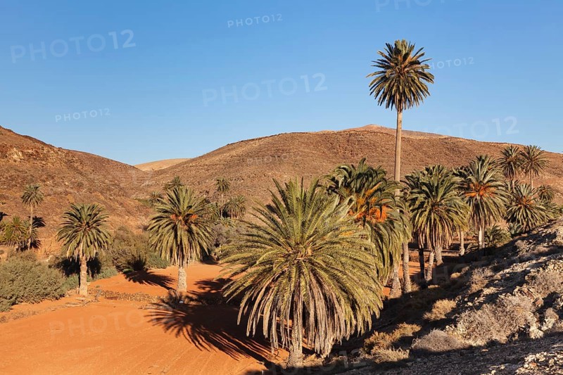 Palms trees