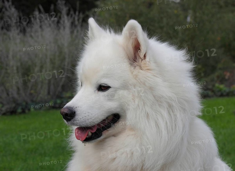 Samoyed dog