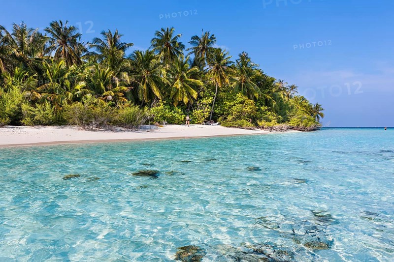Beach with palms