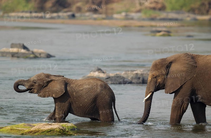 African Elephants (Loxodonta africana)