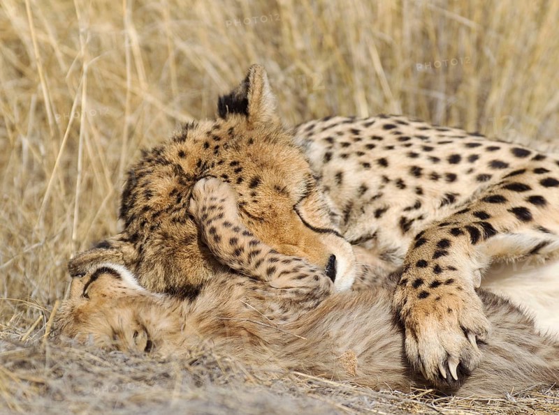 Cheetah (Acinonyx jubatus)