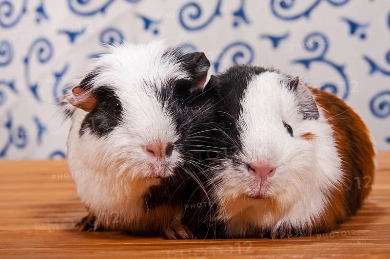 American Crested Guinea Pig and a Smooth Guinea Pig