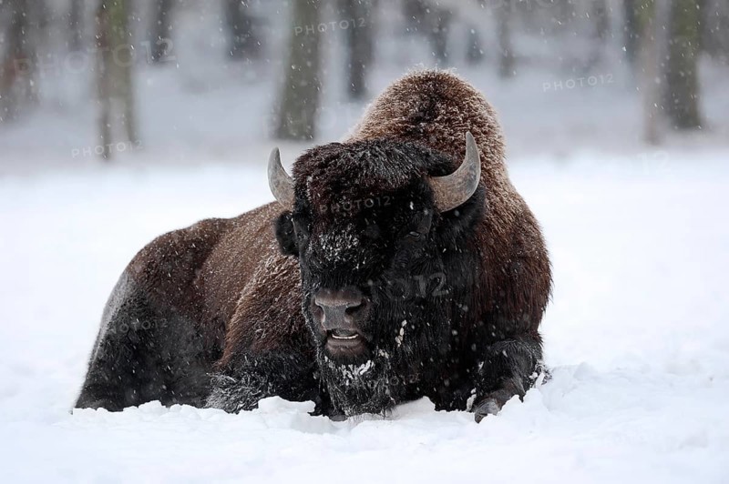 American Bison or American Buffalo (Bison bison)