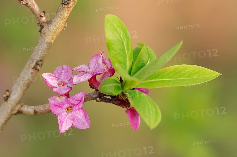 Mezereon (Daphne mezereum)