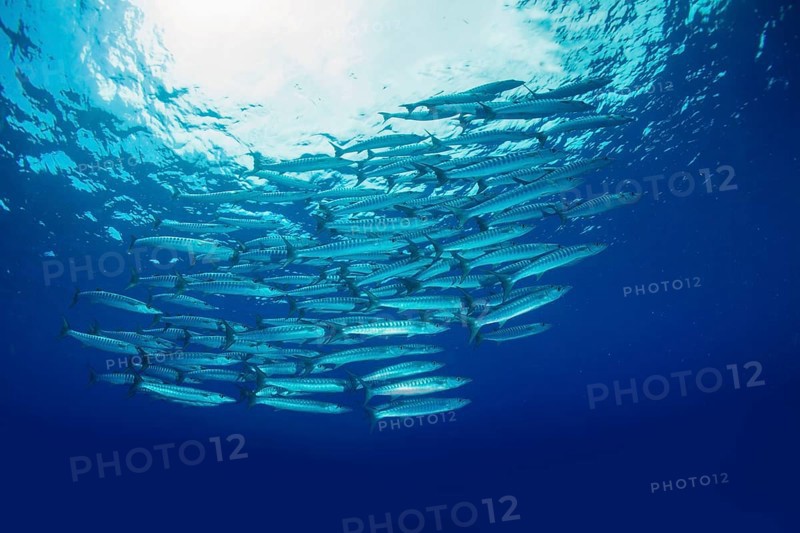 School of Blackfin Barracuda (Sphyraena qenie)