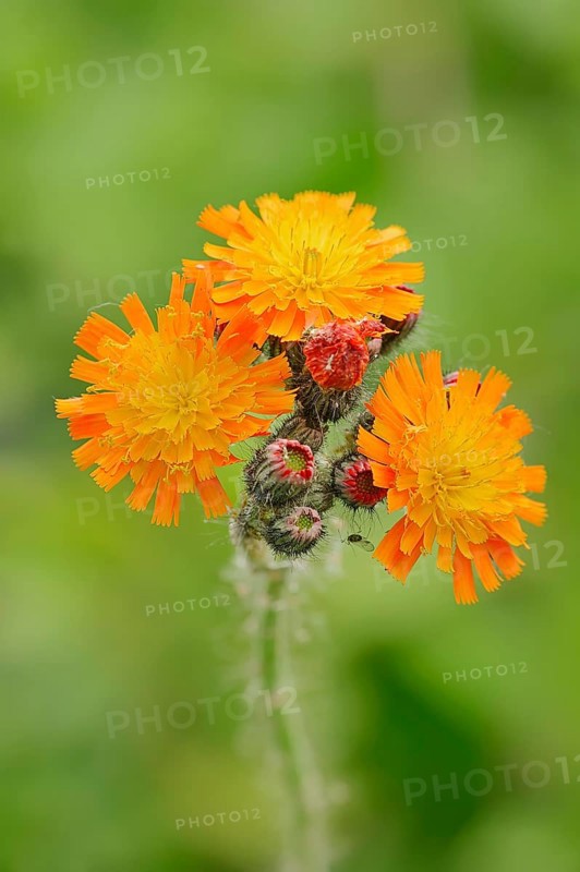 Fox-and-cubs or Orange Hawkweed (Hieracium aurantiacum)