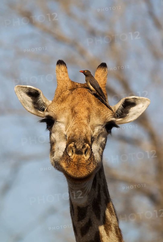 Southern Giraffe (Giraffa camelopardalis giraffa)