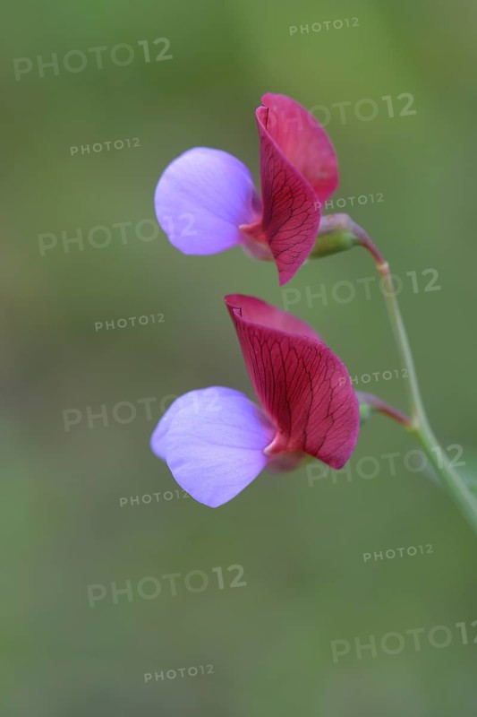 Spanish Vetchling (Lathyrus clymenum)