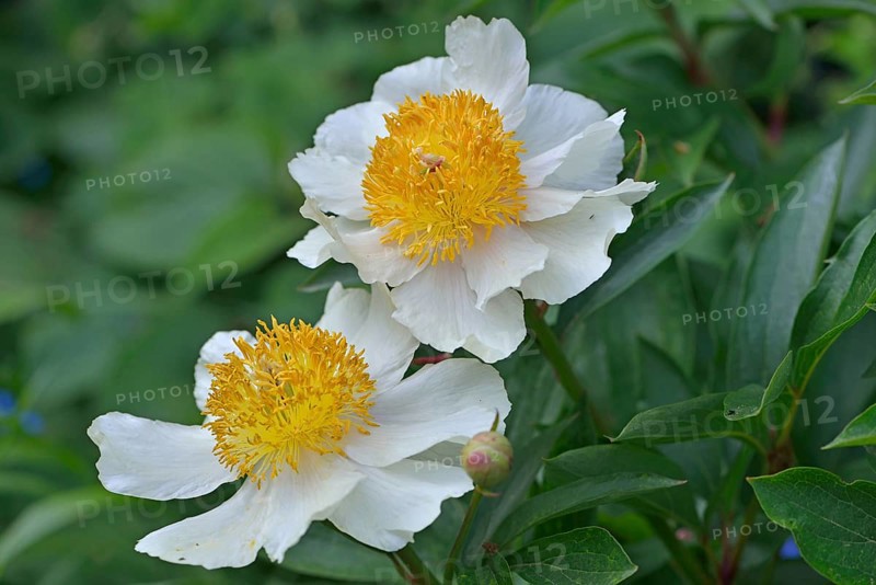 Peony (Paeonia hybrids 'Claire de Lune')
