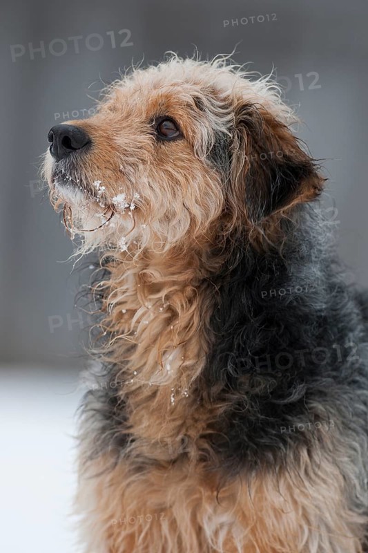 Bosnian Coarse-haired Hound