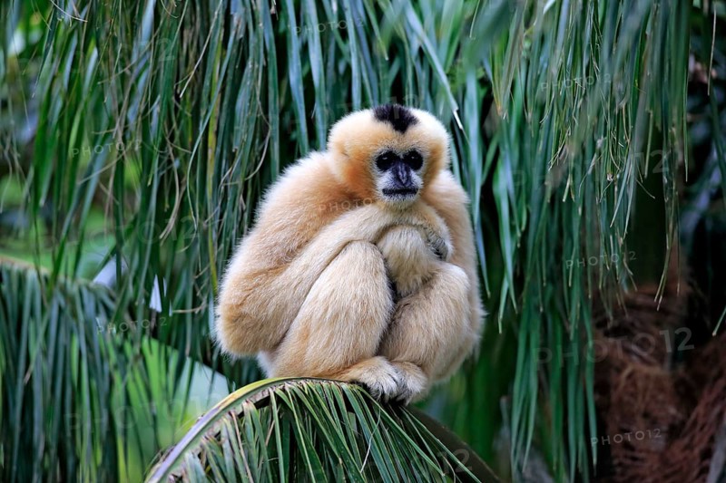 Northern White-cheeked Gibbon (Nomascus leucogenys)