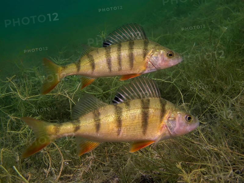 Two European perches (Perca fluviatilis) foraging on the lake bottom