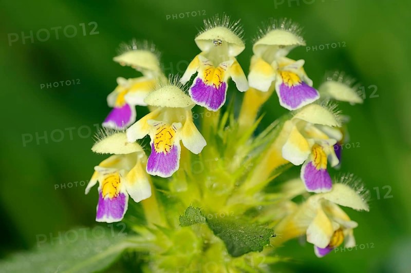 Edmonton Hempnettle or Large-flowered Hemp-nettle (Galeopsis speciosa)