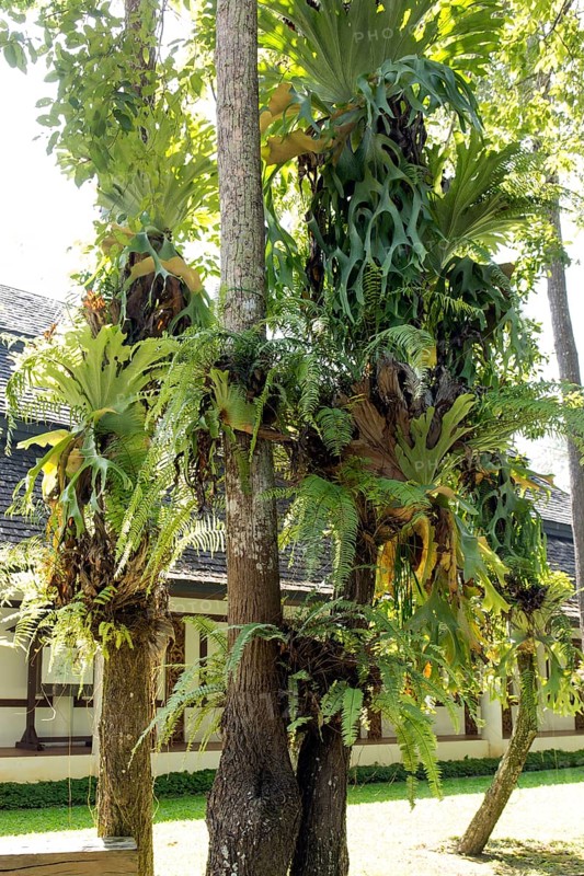 Grafted trees