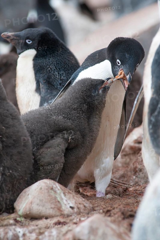 Adelie Penguin (Pygoscelis adeliae) feeding a chick