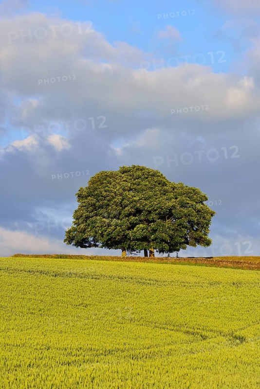 Oaks in a cornfield