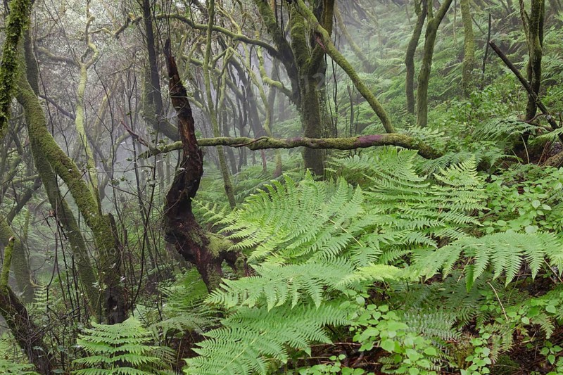 Fern growing in a cloud forest