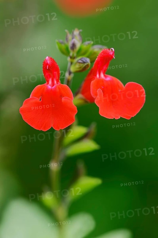Baby Sage or Blackcurrant Sage (Salvia microphylla)