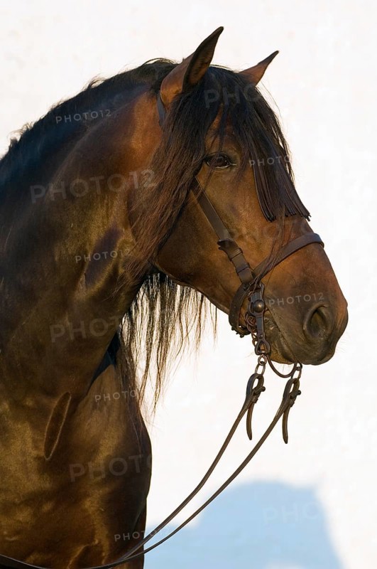 Andalusian Horse