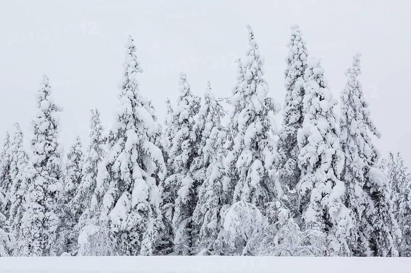 Snow-covered trees