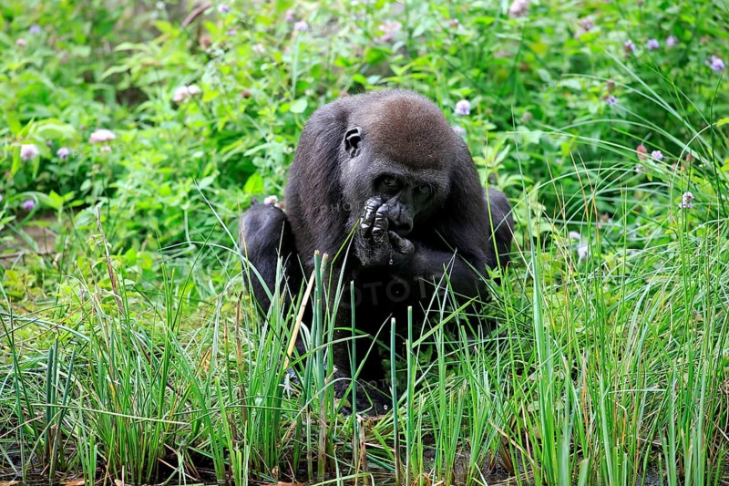 Western Lowland Gorilla (Gorilla gorilla gorilla)