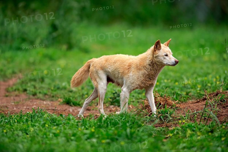 Dingo (Canis familiaris dingo)