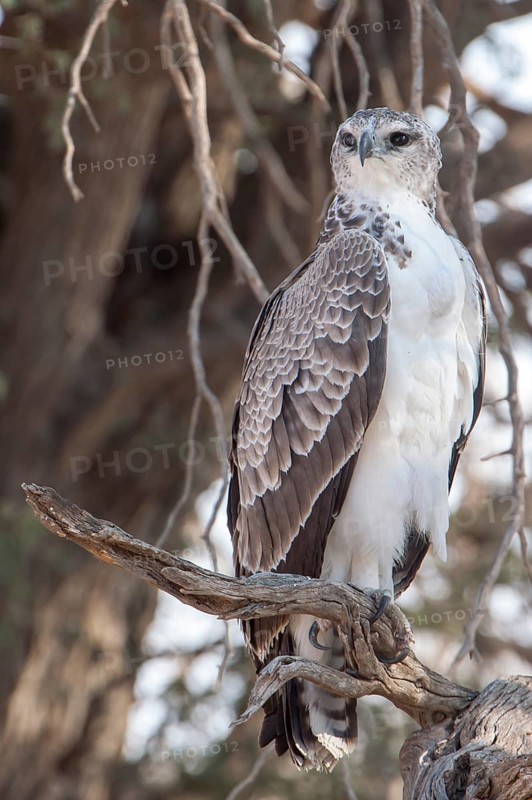 Young Martial Eagle (Polemaetus bellicosus)