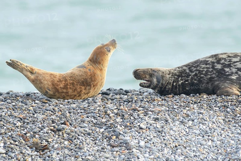 Grey Seals (Halichoerus grypus)