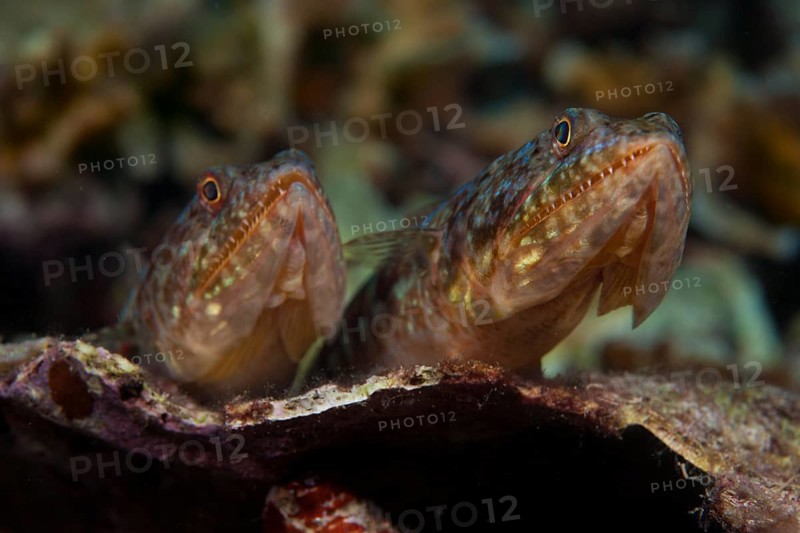 Variegated Lizardfish or Common LIzardfish (Synod variegatus)